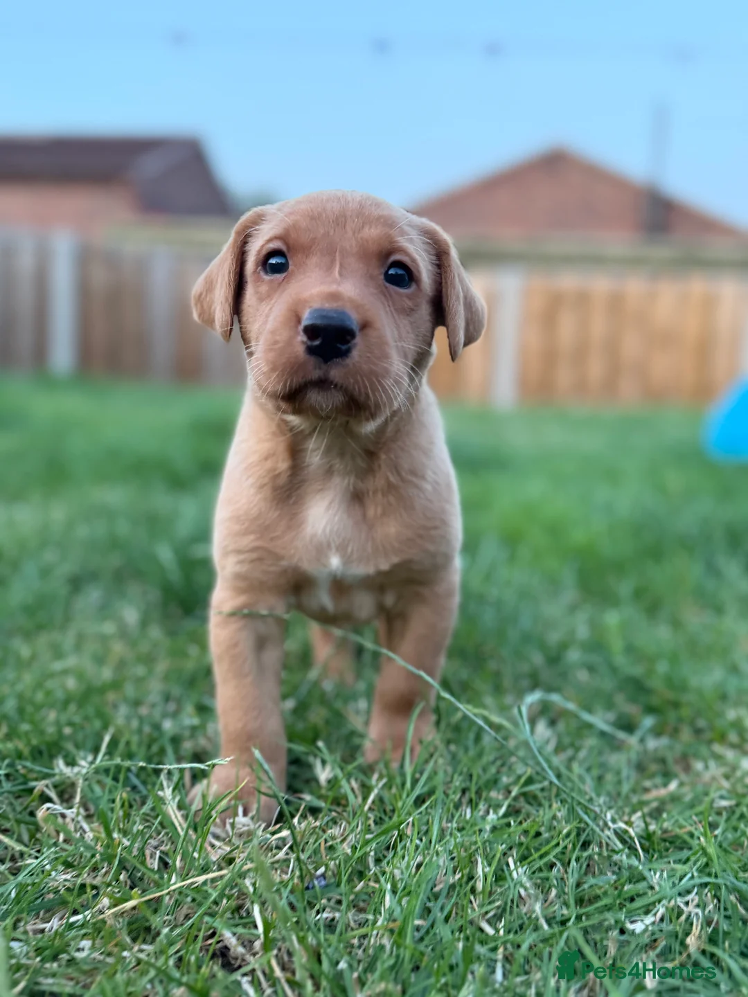 Labrador Retriever dogs for sale: Yellow / Fox Red KC Registered Labrador Puppies - Advert 16