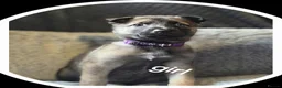 Mixed Breed dogs for sale: Belgium malinois x husky in Jarrow - Advert 6