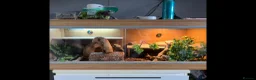 Bearded Dragon reptiles for sale: Bearded Dragon need rehoming - Advert 2