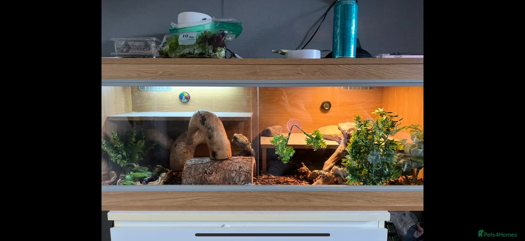 Bearded Dragon reptiles for sale: Bearded Dragon need rehoming - Advert 2