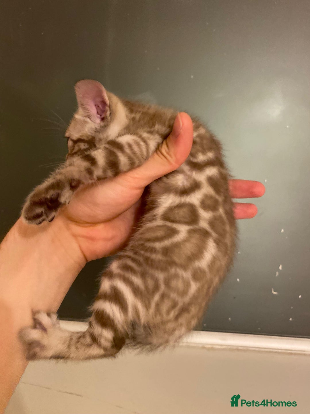 Bengal cats for sale: 🔥✨ Pedigree TICA-Registered Bengal Kittens - Image 33