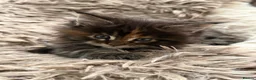 Maine Coon cats for sale: Pure breed Maine coon kittens for sale - Advert 5
