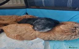 Cockapoo dogs for sale: Two coloured stunning Cockapoos available - Image 4