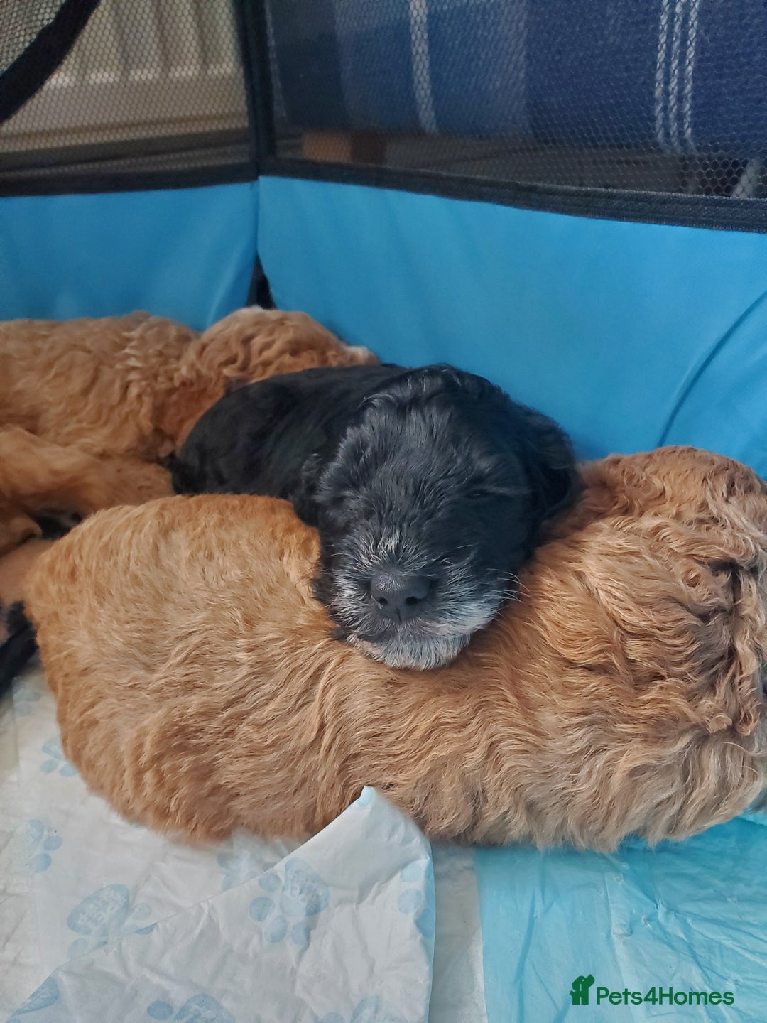 Cockapoo dogs for sale: Two coloured stunning Cockapoos available - Image 4