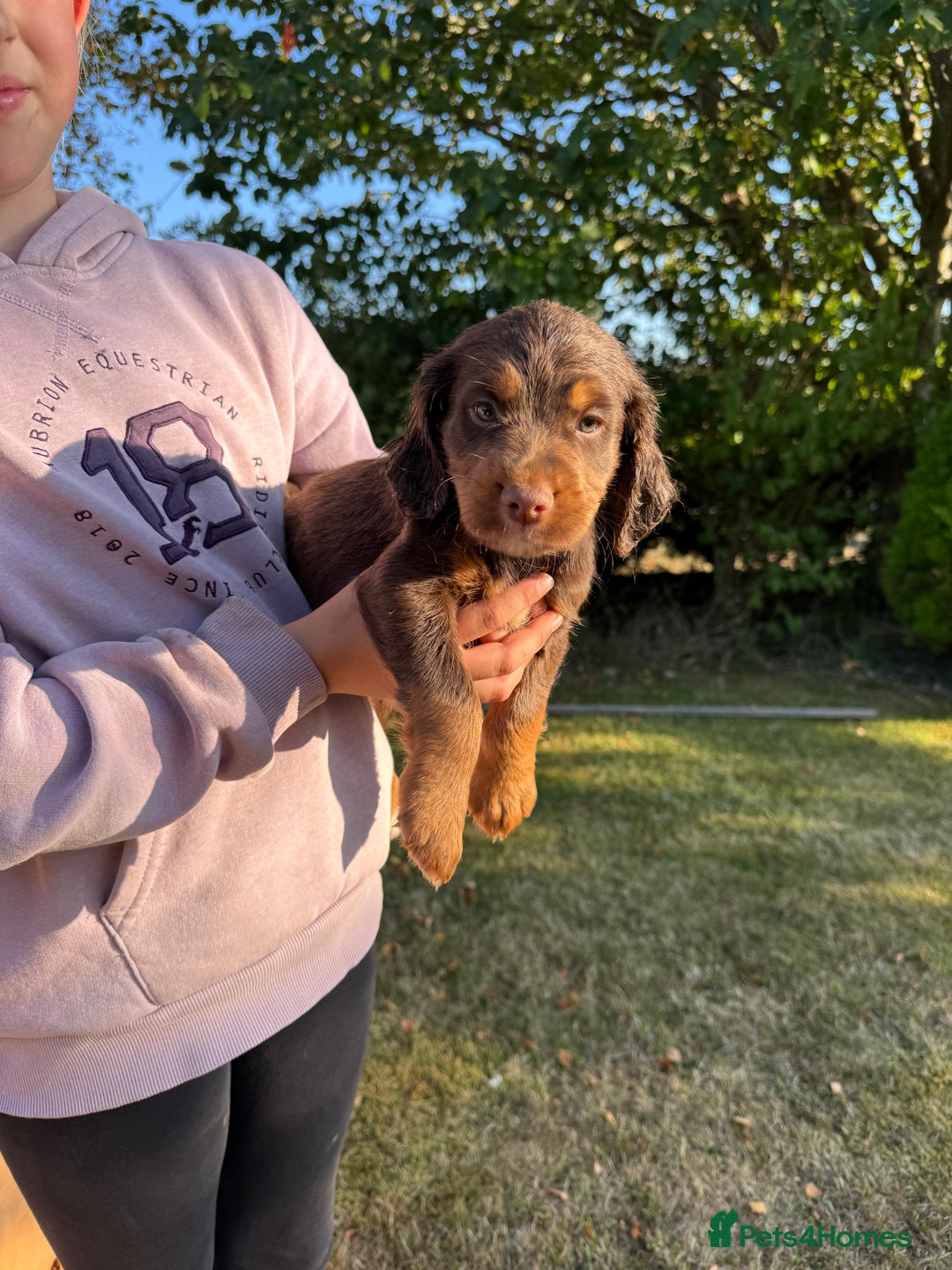 Cocker Spaniel dogs for sale: Working cocker spaniels  - Image 11