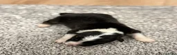 Australian Shepherd dogs for sale: 7 stunning Australian Shepards  - Advert 26