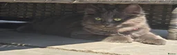 Siberian cats for sale: Beautiful Siberian Kittens  - Advert 1