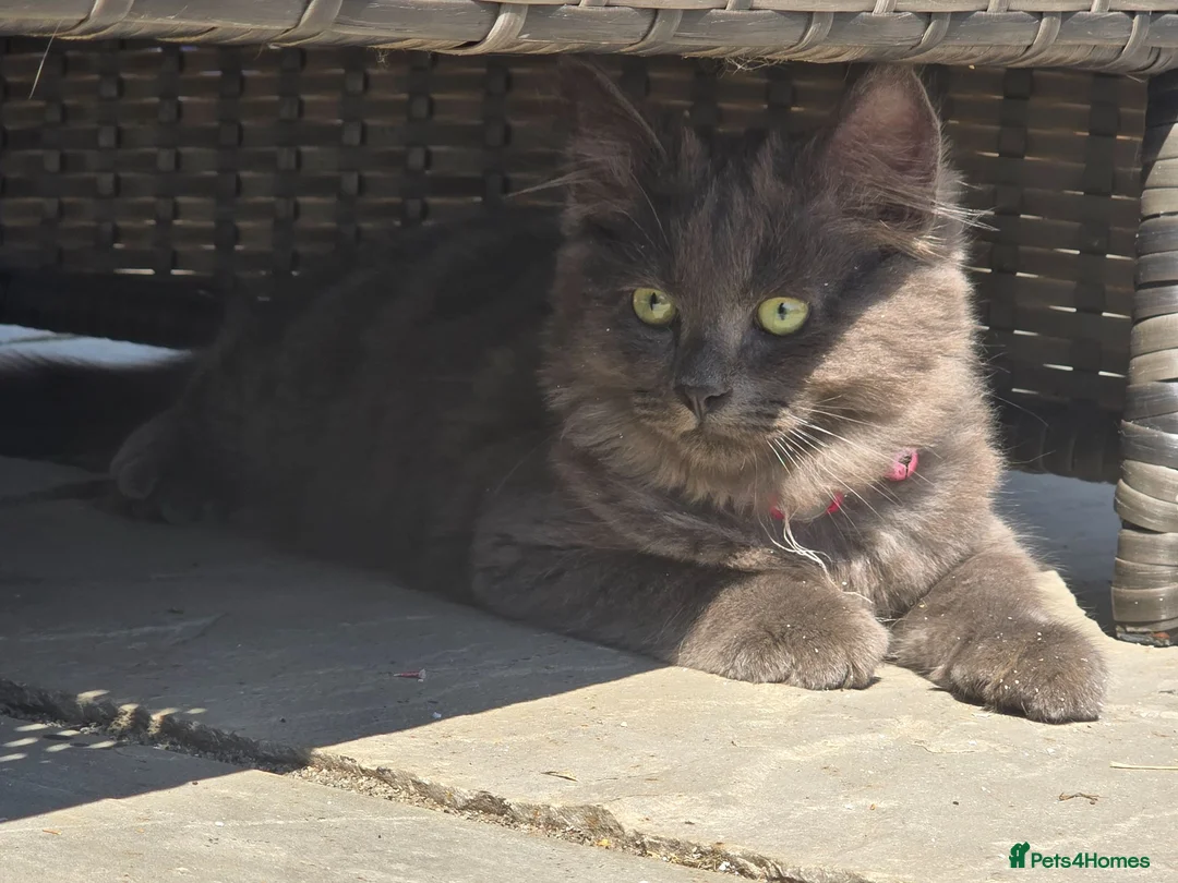 Siberian cats for sale: Beautiful Siberian Kittens  - Advert 1