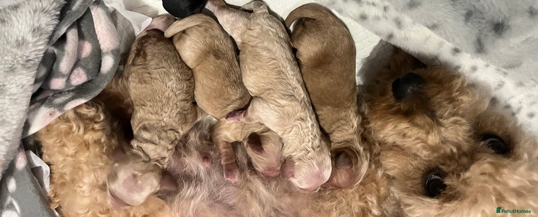 Cockapoo dogs for sale: Tiny cockerpoo pups - Advert 32
