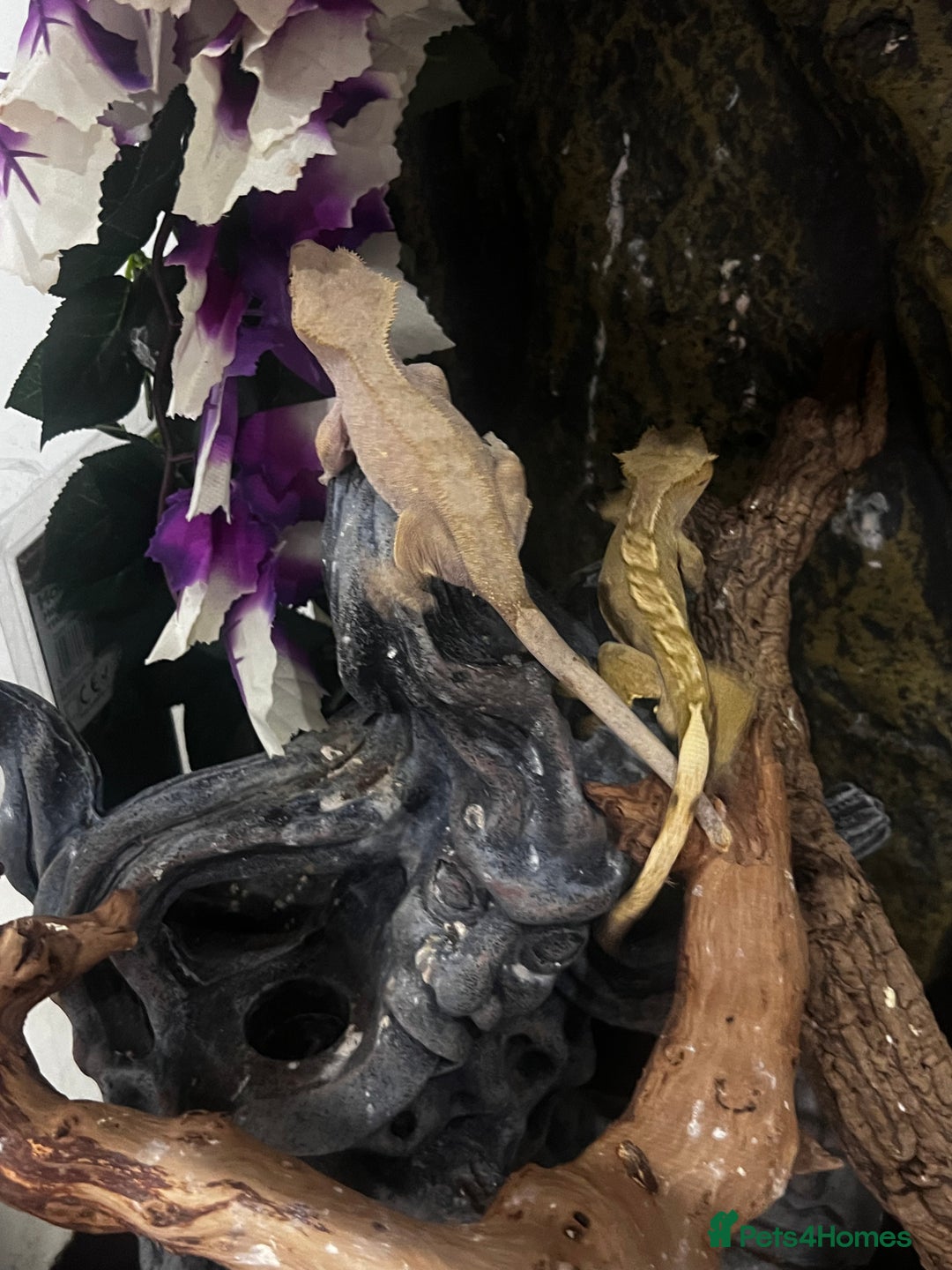 Gecko reptiles for sale: 3 x Crested Geckos and Exo Terra Viv - Advert 7