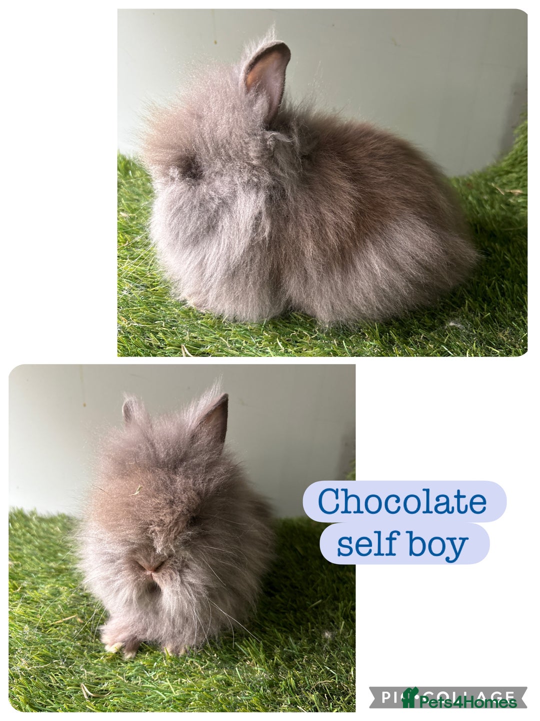 Lionhead rabbits for sale: Stunning double mained lionheads ready now  - Image 7