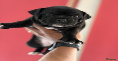 Staffordshire Bull Terrier dogs - Advert 12