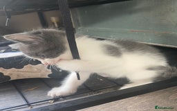 Ragdoll cats for sale: Ragdoll X kittens  - Image 4
