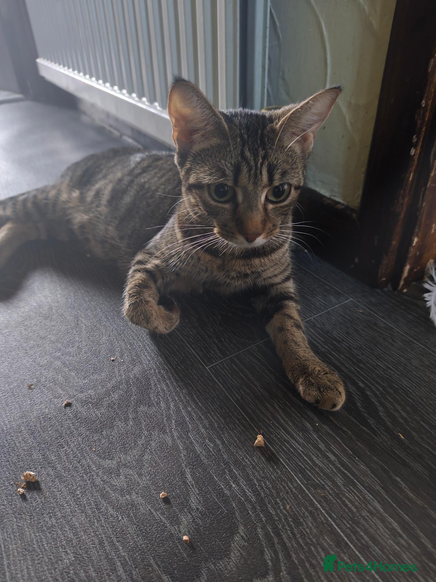 Mixed Breed cats 7 kittens for sale  - Advert 2