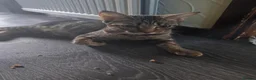 Mixed Breed cats for sale: 7 kittens for sale  - Advert 1