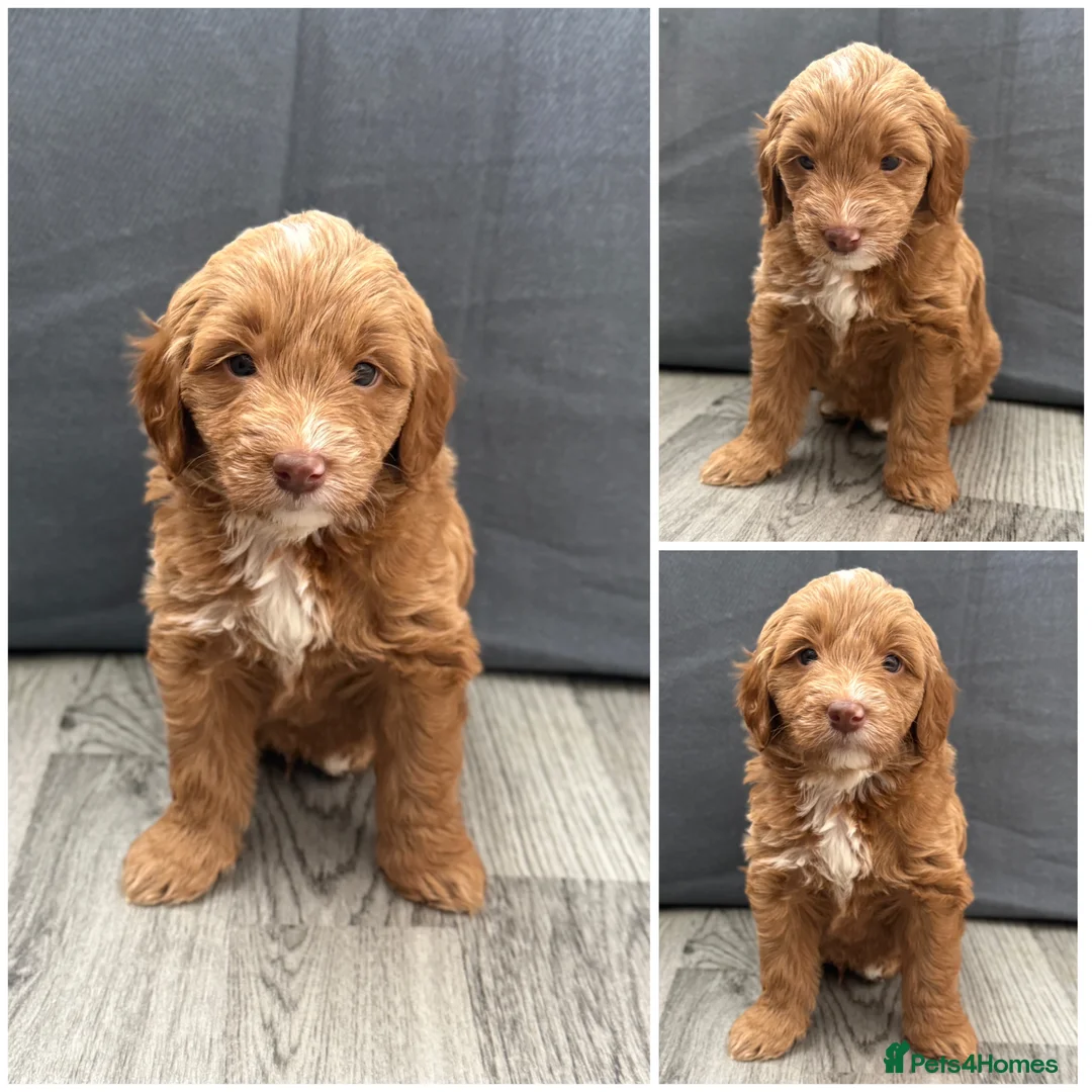 Australian Labradoodle dogs for sale: 6 Australian Labradoodles Pups - READY NOW - Advert 18
