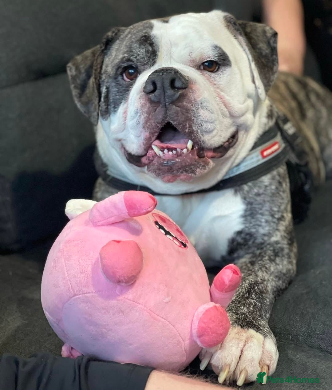 Alapaha Blue Blood Bulldog dogs for sale: Meet Koba – Searching for a Calm, Loving Home - Advert 1