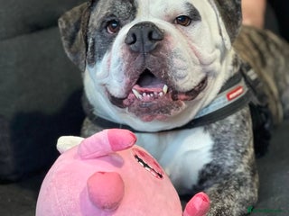 Alapaha Blue Blood Bulldog dogs Meet Koba – Searching for a Calm, Loving Home - Advert 1