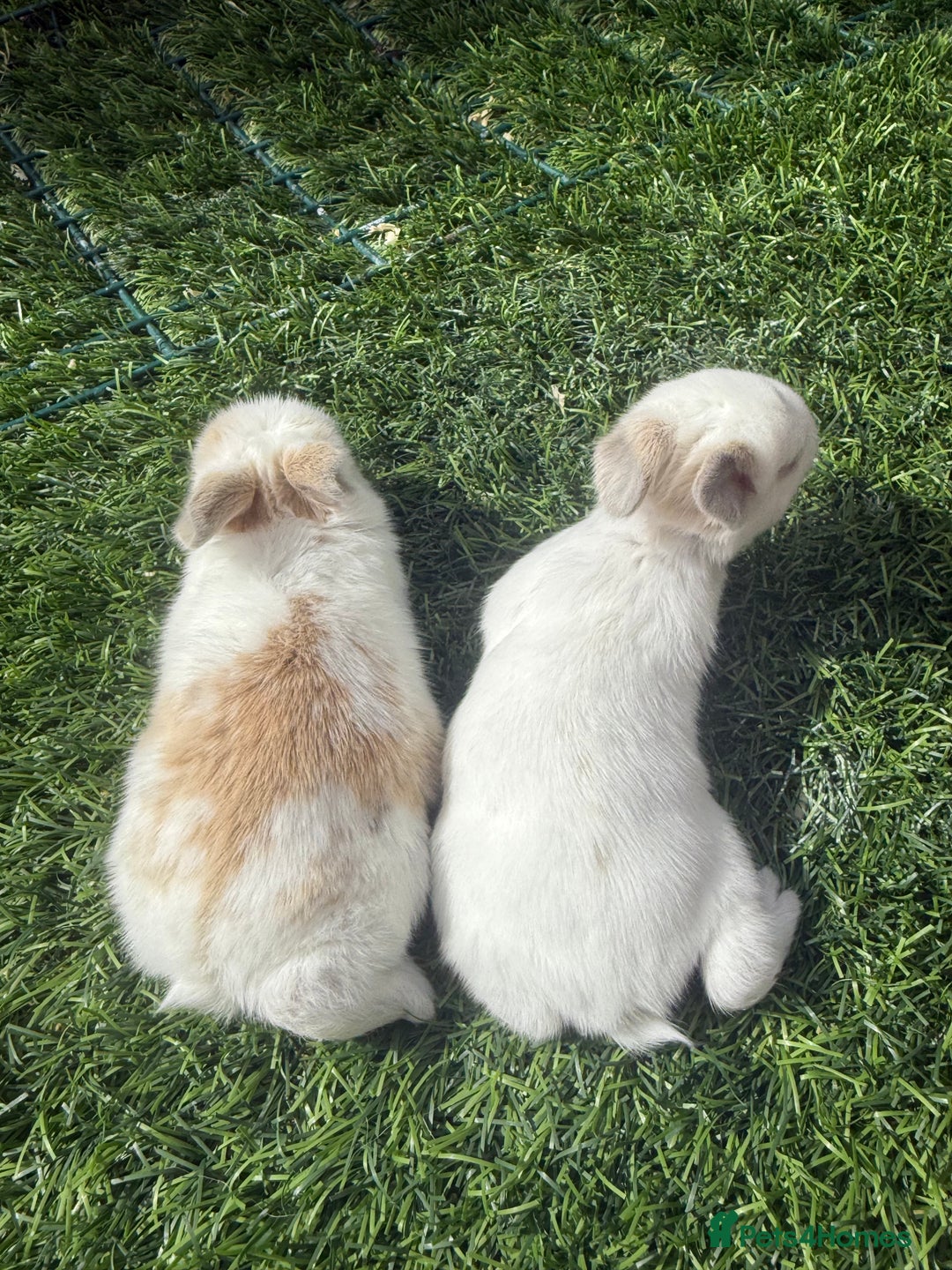 English Lop rabbits for sale: 4x English baby bunny rabbit  - Image 7