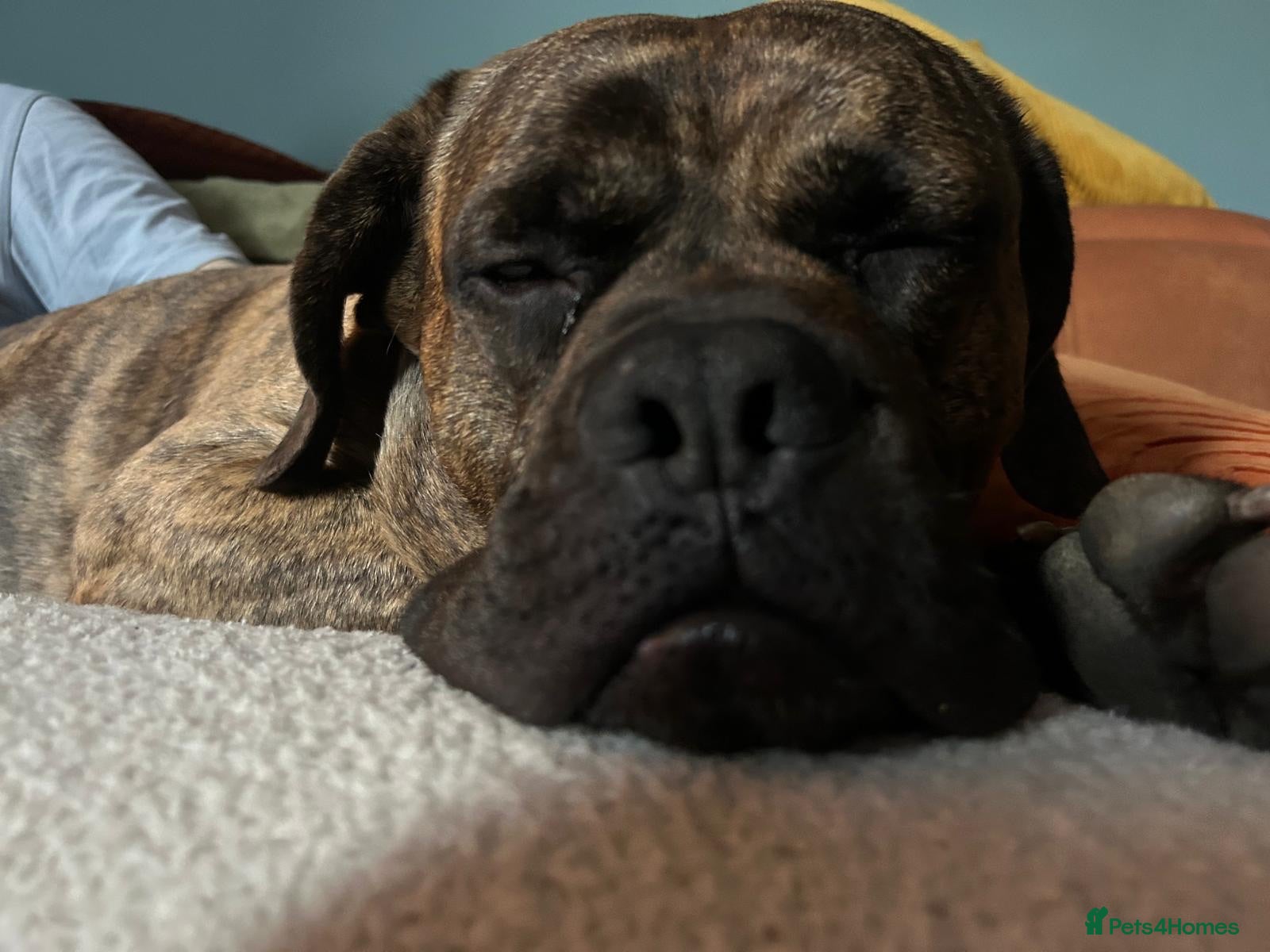 Mixed Breed dogs 11 Cane Corso cross mastiff chunky puppies - Advert 2