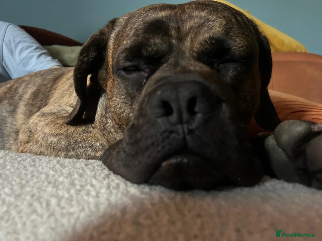 Mixed Breed dogs for sale: 11 Cane Corso cross mastiff chunky puppies in Axbridge - Advert 2