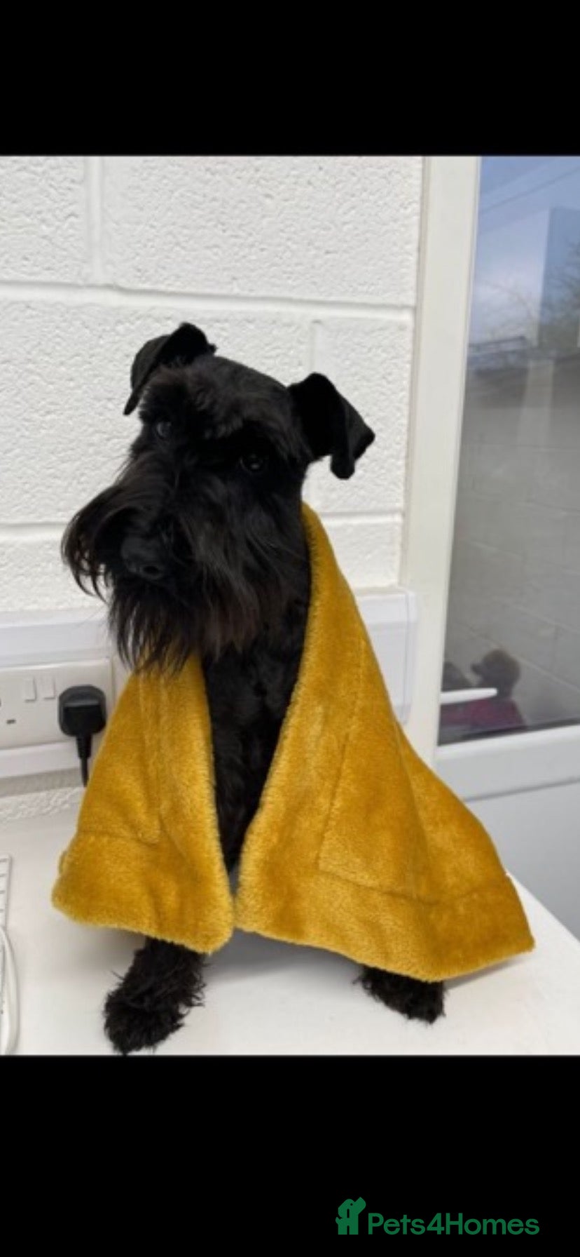 Miniature Schnauzer dogs Miniature Schnauzers  - Advert 2