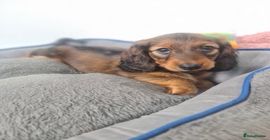 Dachshund dogs - Advert 7