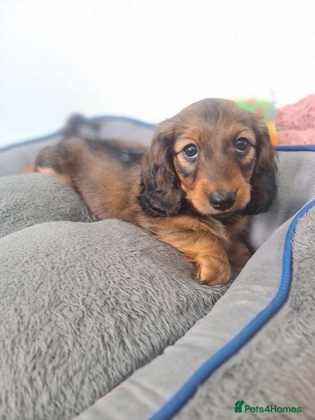 Dachshund dogs for sale: Last one beautiful long-haired dachshunds girl 😍 - Image 2