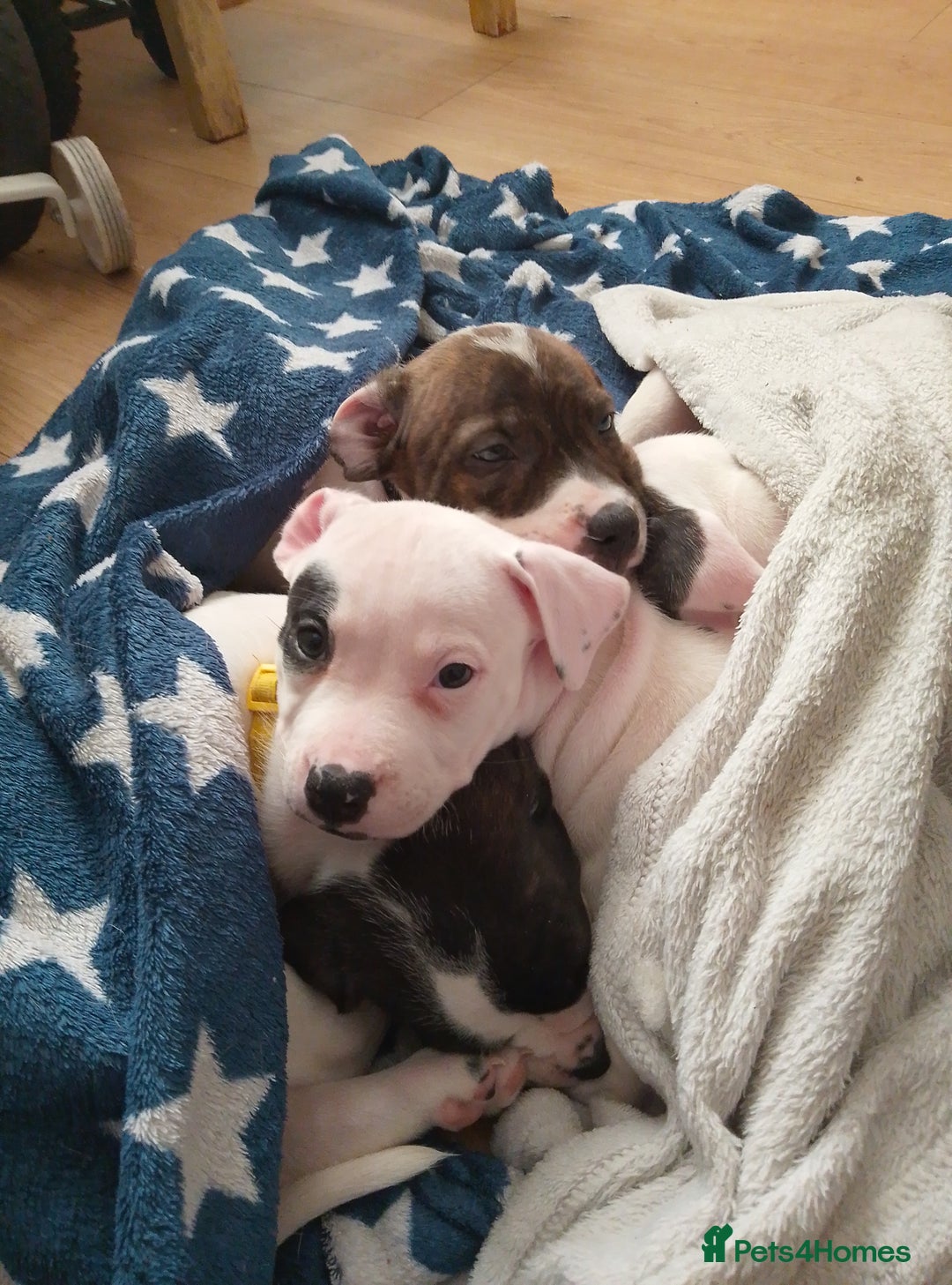 Staffordshire Bull Terrier dogs for sale: Staffie puppies for sale  - Image 25