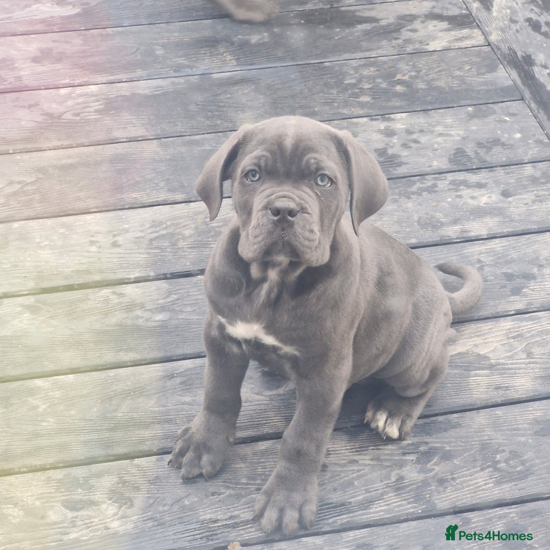 Cane Corso dogs for sale: EXCEPTIONAL PEDIGREE CANE CORSO PUPPIES - Advert 5
