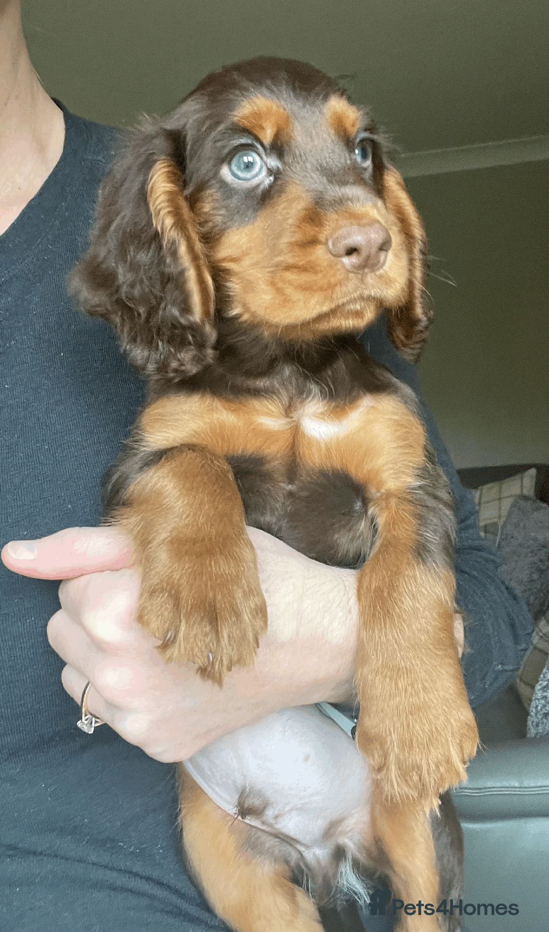 Cocker Spaniel dogs for sale: Cocker Spaniel Pups Outstanding Pedigree Lines! - Advert 15