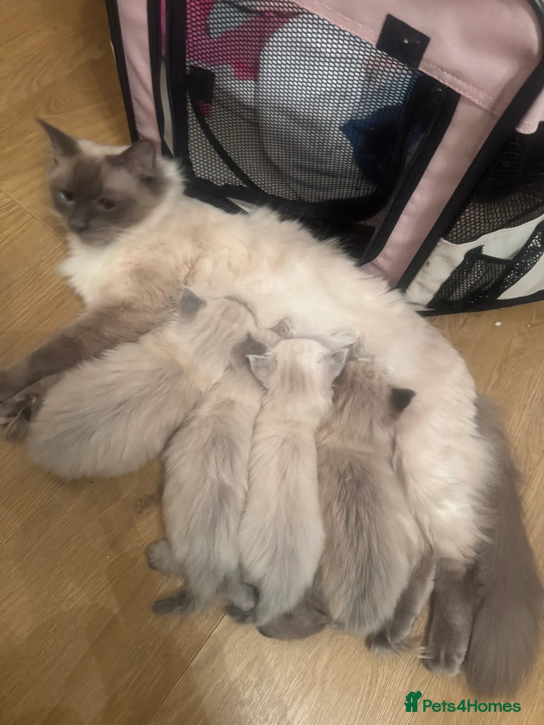 Ragdoll cats for sale: Beautiful Ragdoll kittens 🤍 - Advert 4