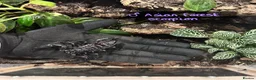 Tarantulas invertebrates for sale: Various tarantulas looking for new homes - Advert 16