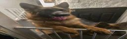 German Shepherd dogs for sale: Loving Home Needed for Bonded German Shepherd Pair - Advert 3