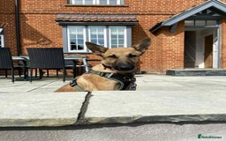 Mixed Breed dogs for adoption: Arnie is looking for the best home  - Image 1