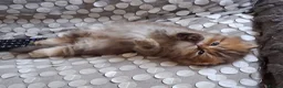 Persian cats for sale: 2  perfect pur persian chinchilla boys - Advert 7