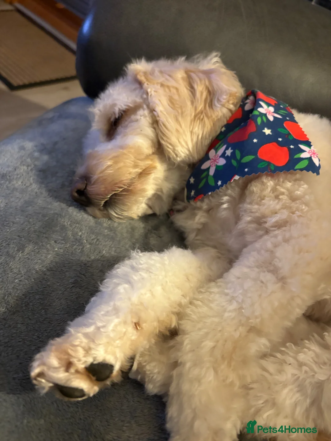 Cockapoo dogs for sale: Cockapoo 3 years old  - Advert 1