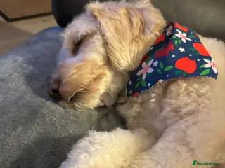 Cockapoo dogs Cockapoo 3 years old - Advert 5