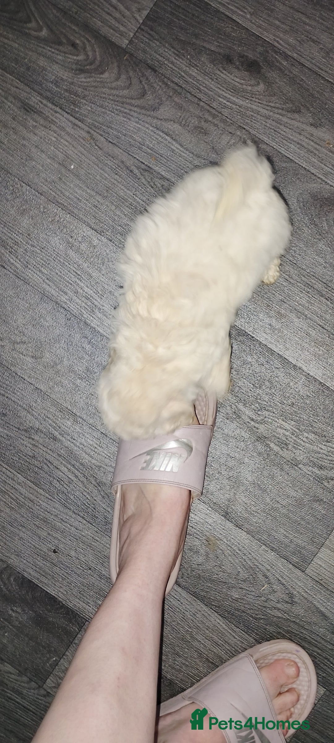 Poochon dogs for sale: Poochon  - Advert 18