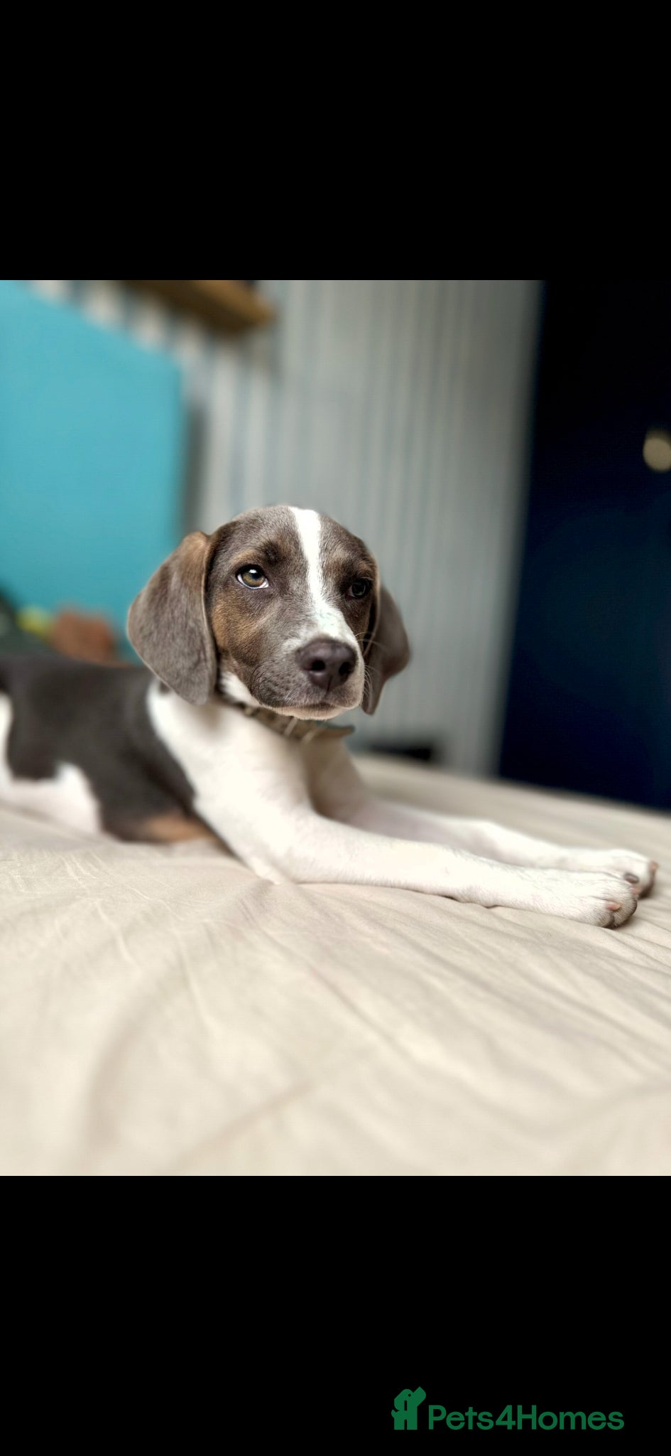 Beagle dogs Lovely female beagle dog  - Advert 2