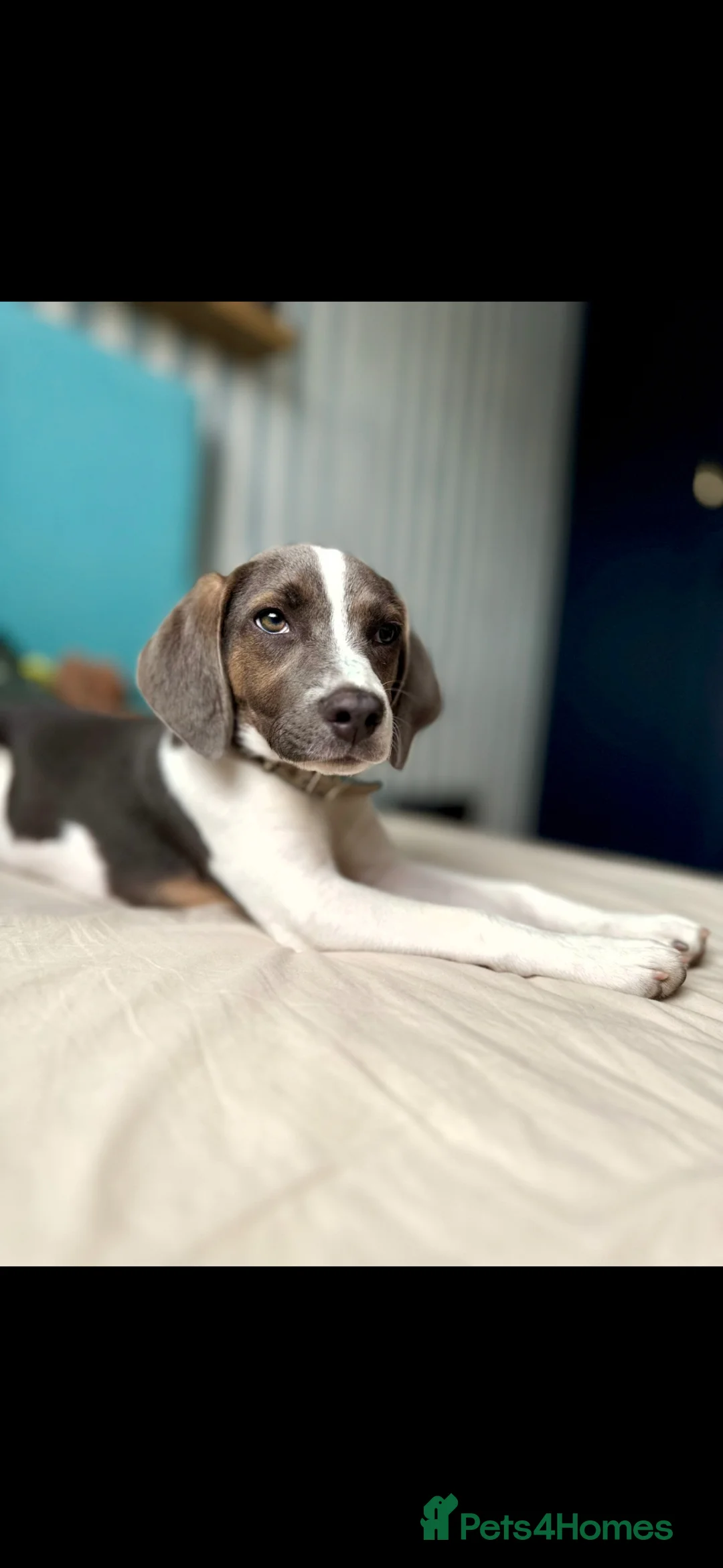 Beagle dogs for sale: Lovely female beagle dog  in Nuneaton - Advert 1