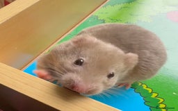 Hamster rodents for sale: Beautiful, pedigree Syrian hamster babies in High Wycombe - Image 2