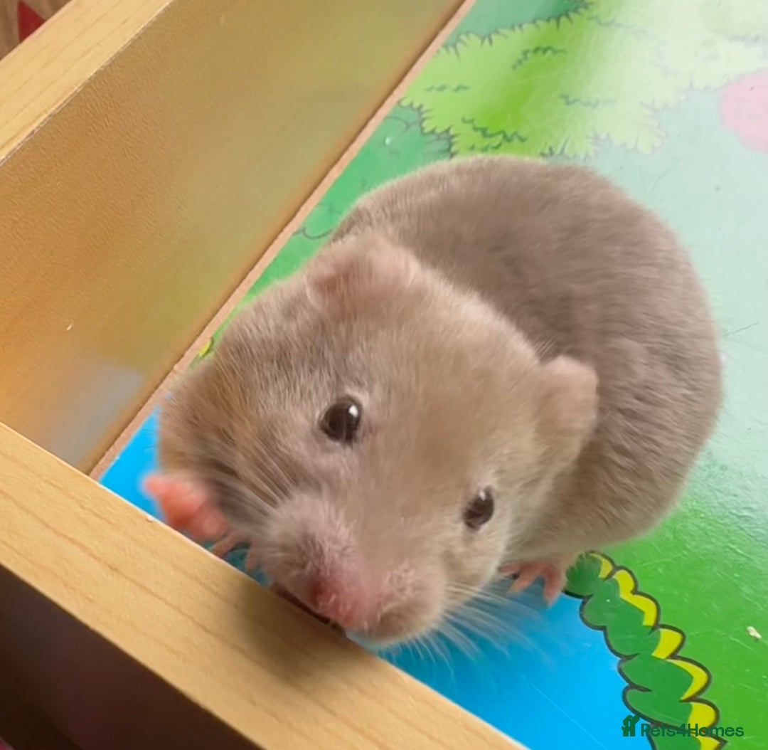 Hamster rodents for sale: Beautiful, pedigree Syrian hamster babies in High Wycombe - Image 2