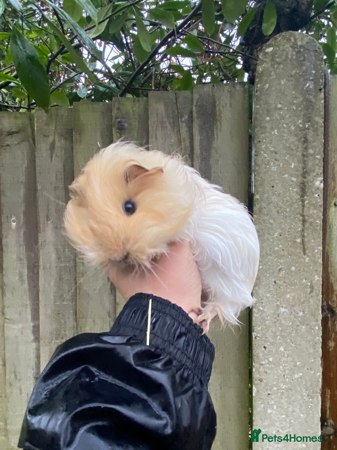 Guinea Pig rodents for sale: Fluffy long haired Peruvian cross Sheltie babies - Advert 1
