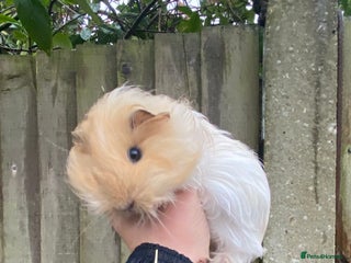 Guinea Pig rodents Fluffy long haired Peruvian cross Sheltie babies - Advert 1