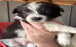 Border Collie dogs for sale: Stunning Border Collie Puppies - Image 12