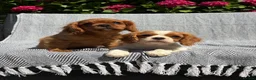 Cavalier King Charles Spaniel dogs for stud: Cavalier stud  - Advert 6