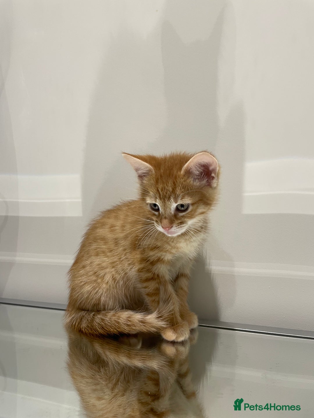 Mixed Breed cats for sale: Beautiful kittens ready to go now  - Advert 11