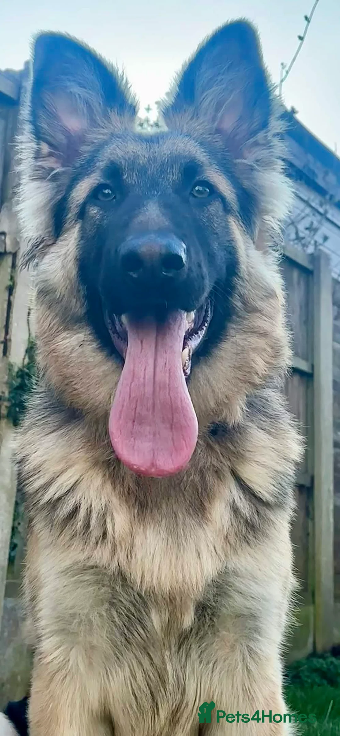 German Shepherd dogs for sale: 7-8 month old German shepherd for rehome - Advert 5