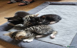 Mixed Breed cats for sale: READY NOW beautiful & charming 4mths old kittens - Image 1